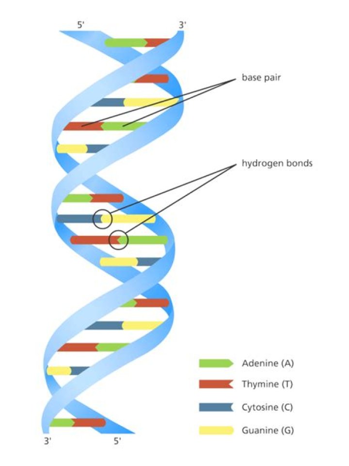 Dna
